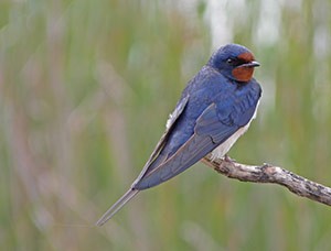 Barn Swallow - Hirundo  rustica © John Muddeman